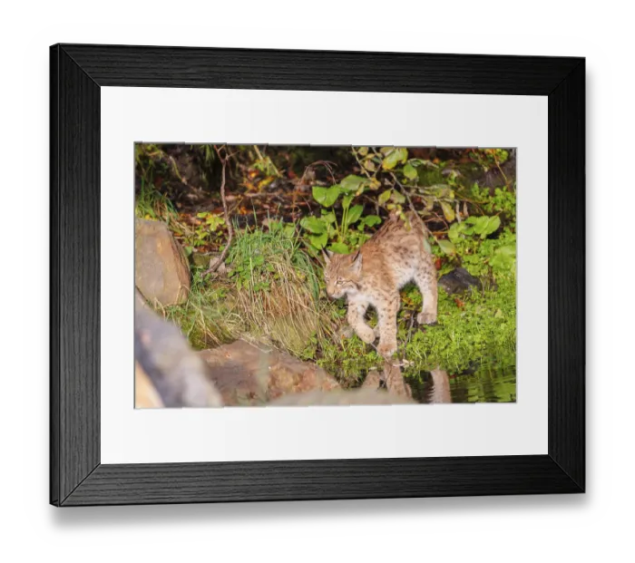 Framed Print : A young Eurasian lynx (Lynx lynx) stands partially in the water of a pond