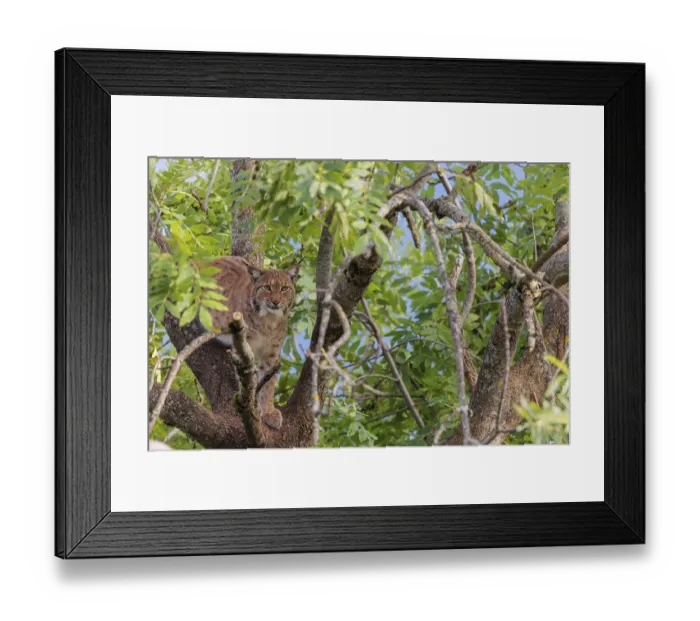 Framed Print : A Eurasian lynx (Lynx lynx) sits high up in a tree on a sunny day and looks towards the camera