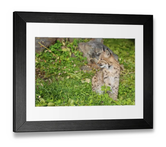 Framed Print : A young Eurasian lynx (Lynx lynx) sits on a meadow
