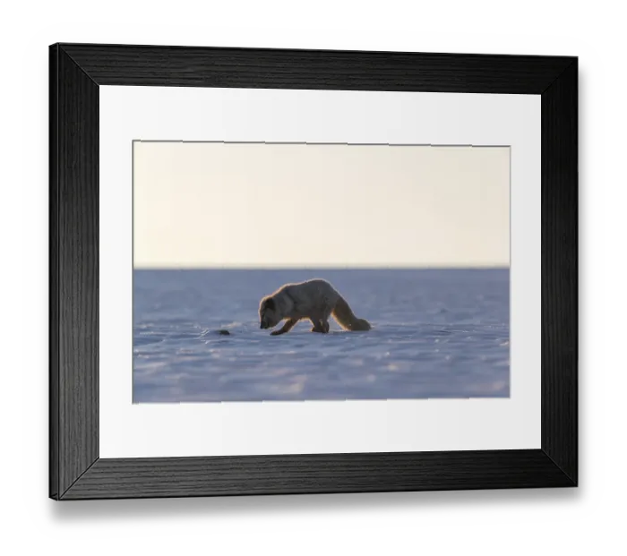 Framed Print : One arctic fox (Vulpes lagopus)