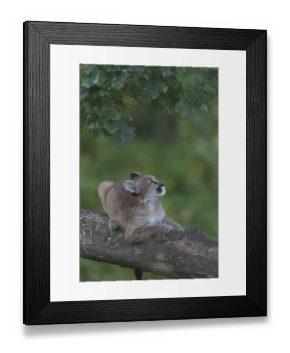 Framed Print : One cougar kitten, Puma concolor