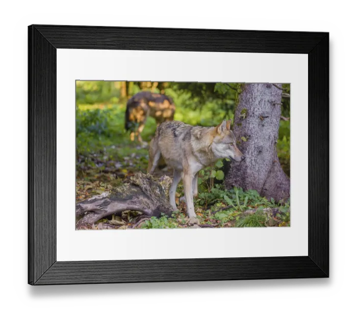 Framed Print : Two eurasian gray wolves (Canis lupus lupus) run through the green undergrowth at a forest edge Framed Print : Two eurasian gray wolves (Canis lupus lupus) run through the green undergrowth at a forest edge