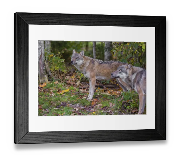 Framed Print : Two eurasian gray wolves (Canis lupus lupus) stand at a forest edge Framed Print : Two eurasian gray wolves (Canis lupus lupus) stand at a forest edge