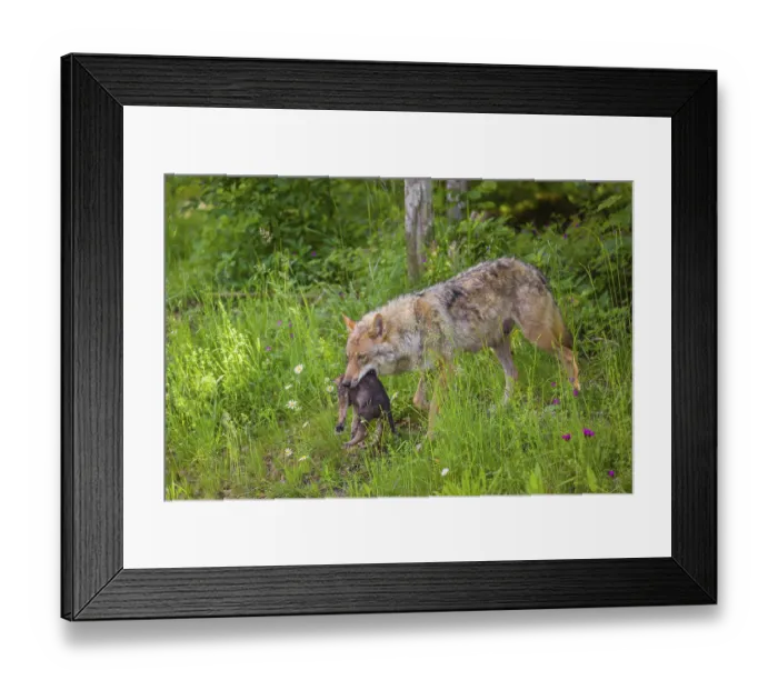 Framed Print : A female eurasian gray wolf (Canis lupus lupus) carries a pup to another