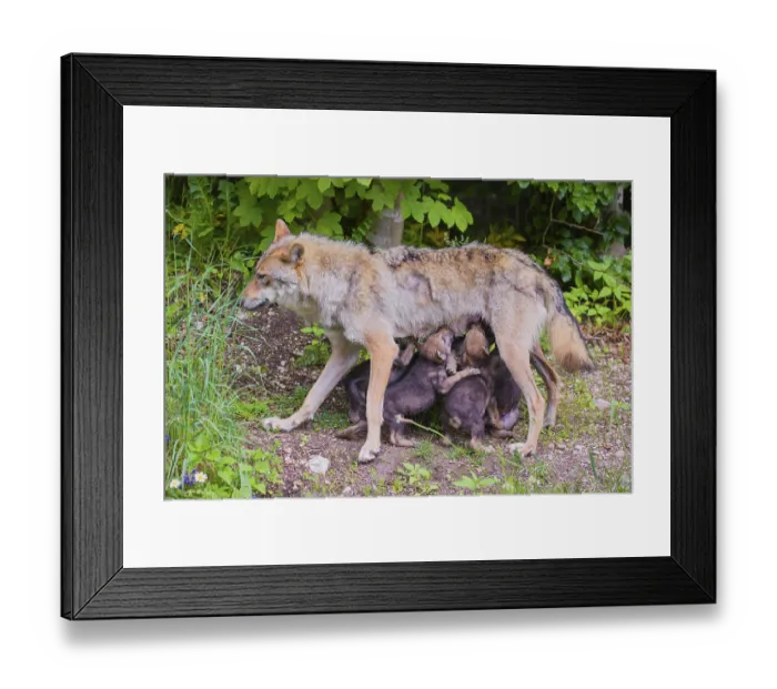 Framed Print : A female grey wolf (Canis lupus lupus)nurses her pups at forest edge Framed Print : A female grey wolf (Canis lupus lupus)nurses her pups at forest edge