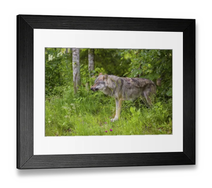 Framed Print : A male Eurasian grey wolf (Canis lupus lupus) stands in the dense green undergrowth at the edge of a forest Framed Print : A male Eurasian grey wolf (Canis lupus lupus) stands in the dense green undergrowth at the edge of a forest