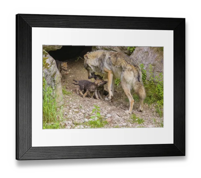 Framed Print : A male grey wolf (Canis lupus lupus) tries to get the pups to follow him to another