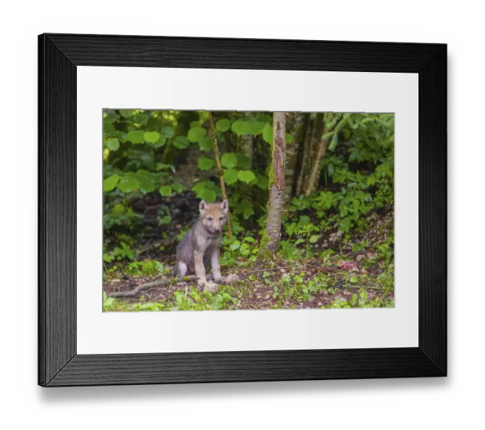 Framed Print : A gray wolf pup (Canis lupus lupus) stands at the edge of a forest on a rainy day Framed Print : A gray wolf pup (Canis lupus lupus) stands at the edge of a forest on a rainy day