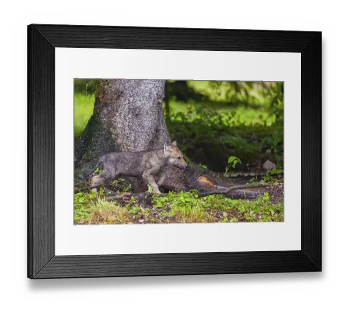 Framed Print : A gray wolf pup (Canis lupus lupus) runs along the edge of a forest on a rainy day