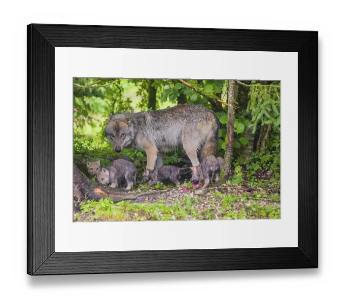 Framed Print : A male Eurasian Grey Wolf (Canis lupus lupus) feeds his pups with meat that he chokes out
