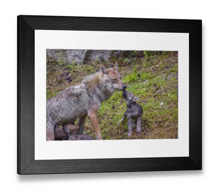 Framed Print : A female grey wolf (Canis lupus lupus)nurses her pups near their den Framed Print : A female grey wolf (Canis lupus lupus)nurses her pups near their den