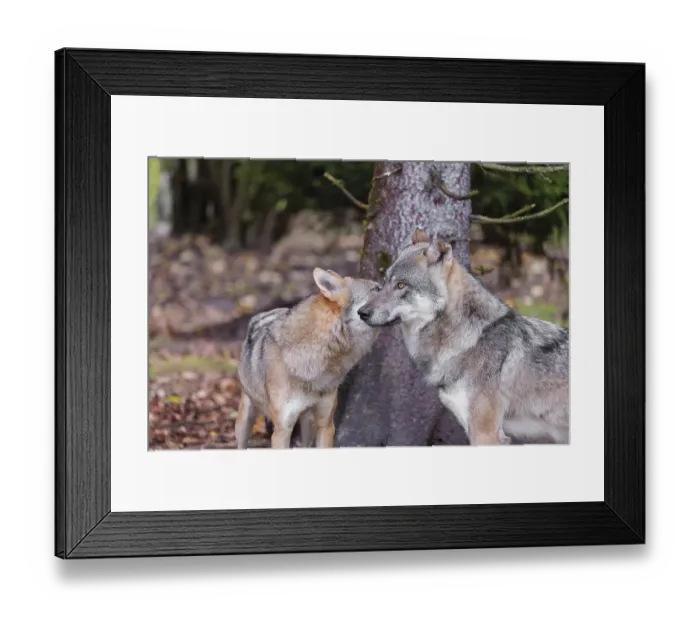 Framed Print : A male grey wolf (Canis lupus lupus) meets with one of his pups at the edge of the forest