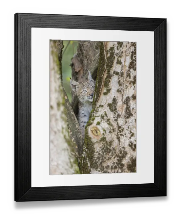 Framed Print : One young (10 weeks old) male Eurasian lynx Framed Print : One young (10 weeks old) male Eurasian lynx