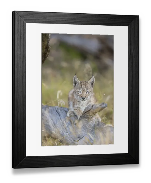 Framed Print : One young (10 weeks old) male Eurasian lynx Framed Print : One young (10 weeks old) male Eurasian lynx