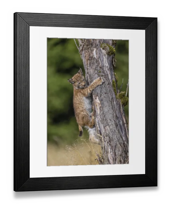 Framed Print : One young (10 weeks old) male Eurasian lynx Framed Print : One young (10 weeks old) male Eurasian lynx