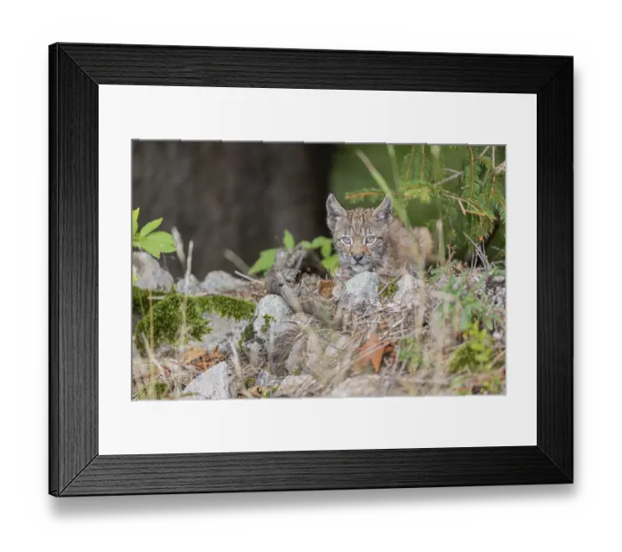 Framed Print : One young (10 weeks old) male Eurasian lynx