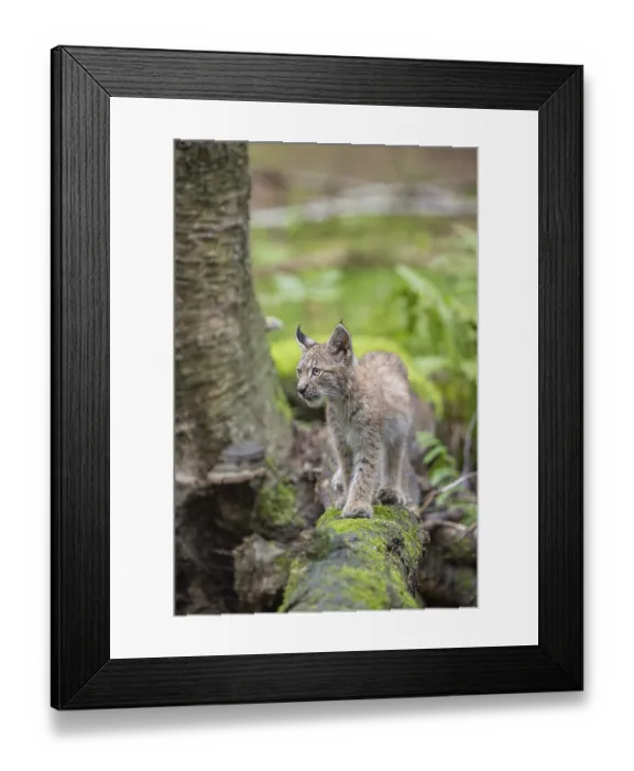 Framed Print : One young (10 weeks old) male Eurasian lynx