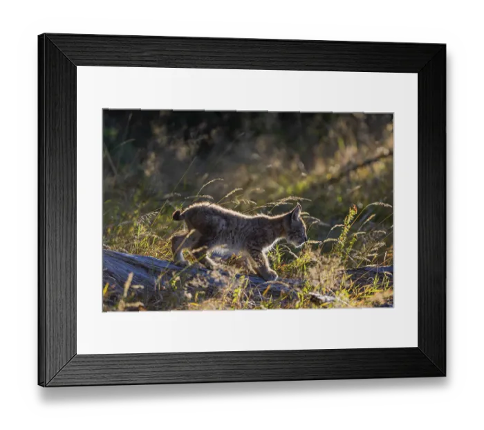 Framed Print : One young (10 weeks old) male Eurasian lynx Framed Print : One young (10 weeks old) male Eurasian lynx