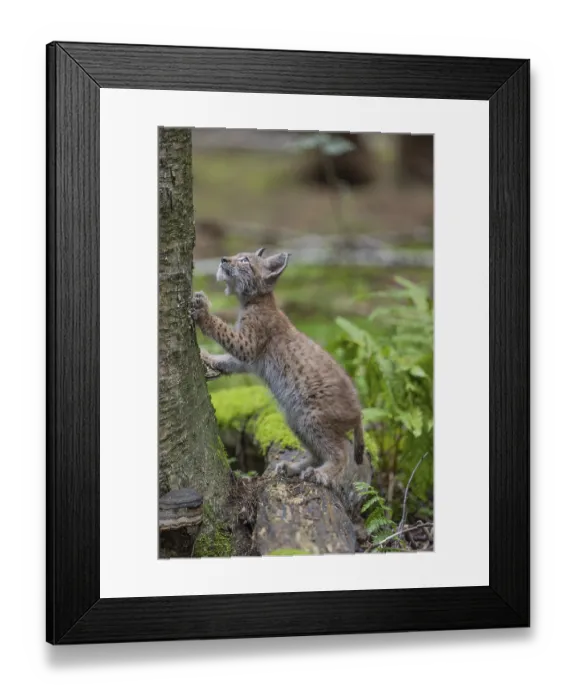 Framed Print : One young (10 weeks old) male Eurasian lynx Framed Print : One young (10 weeks old) male Eurasian lynx