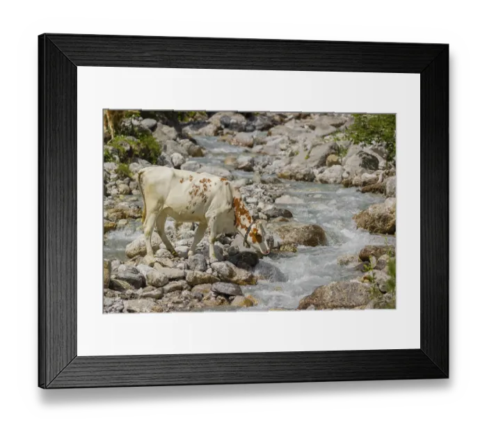Framed Print : Holstein Friesian cattle crossing a creek on an alpine pasture Framed Print : Holstein Friesian cattle crossing a creek on an alpine pasture