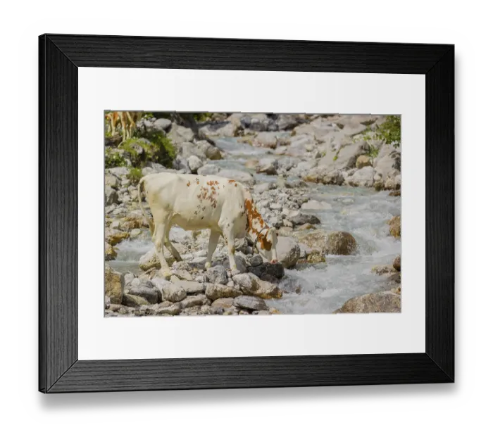 Framed Print : Holstein Friesian cattle crossing a creek on an alpine pasture Framed Print : Holstein Friesian cattle crossing a creek on an alpine pasture