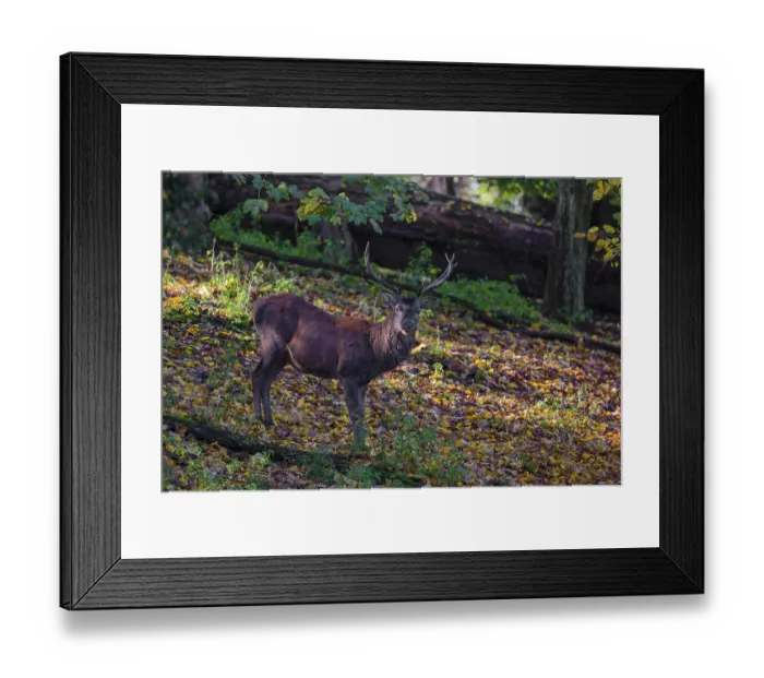 Framed Print : A Red Deer stag (Cervus elaphus) stands in a forest