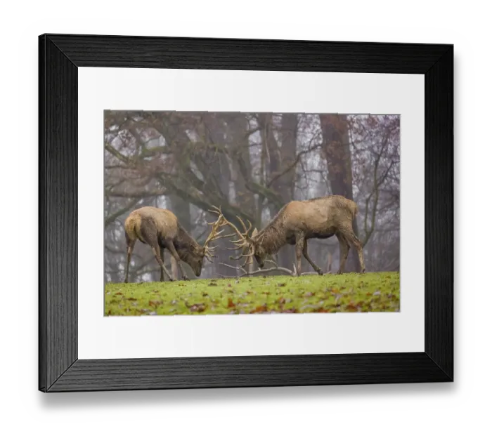 Framed Print : Two red deer (Cervus elaphus) stand in a meadow on a foggy day and playfully fight outside the rutting season Framed Print : Two red deer (Cervus elaphus) stand in a meadow on a foggy day and playfully fight outside the rutting season