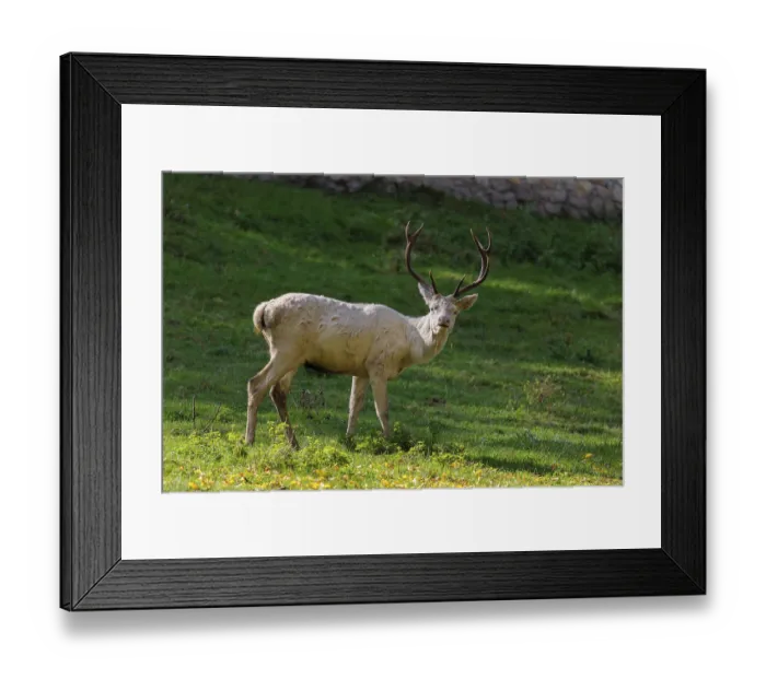 Framed Print : A white red deer stag (Cervus elaphus) stands on a green meadow Framed Print : A white red deer stag (Cervus elaphus) stands on a green meadow
