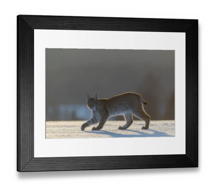 Framed Print : One young male Eurasian lynx, (Lynx lynx)