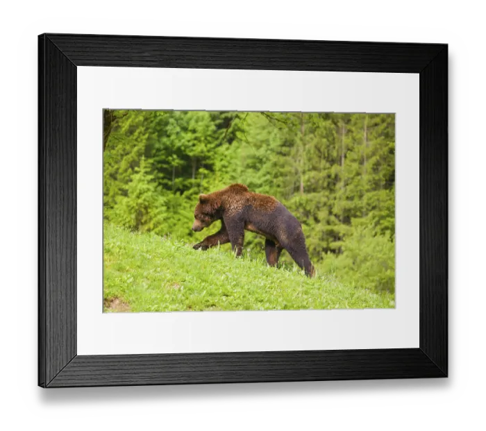 Framed Print : A young male eurasian brown bear (Ursus arctos arctos) runs across a meadow in hilly terrain Framed Print : A young male eurasian brown bear (Ursus arctos arctos) runs across a meadow in hilly terrain