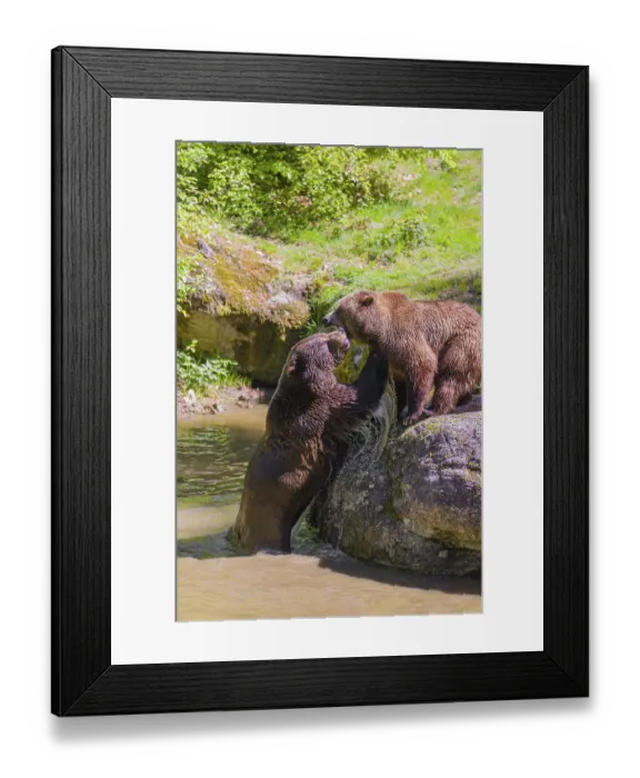 Framed Print : A Eurasian brown bear (Ursus arctos arctos) sow fighting with a big male in a pond