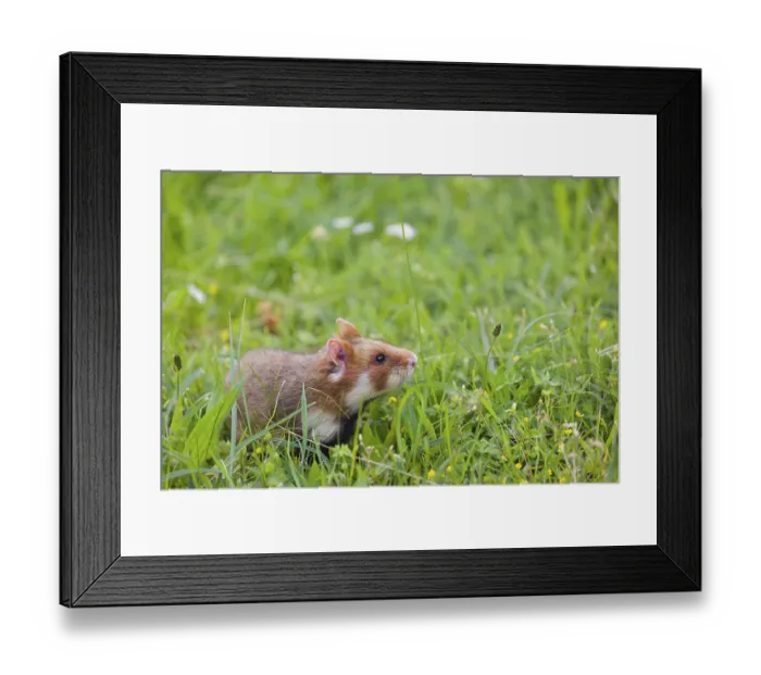 Framed Print : A European hamster (Cricetus cricetus)