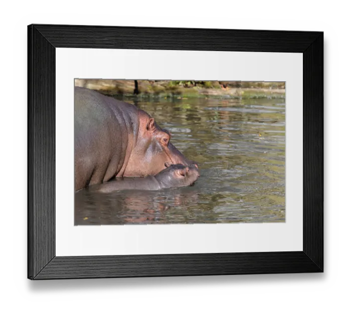 Framed Print : A baby hippopotamus (Hippopotamus amphibius) and its mother swimming in a river Framed Print : A baby hippopotamus (Hippopotamus amphibius) and its mother swimming in a river