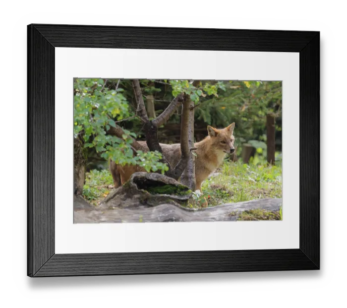 Framed Print : A golden jackal (Canis aureus)