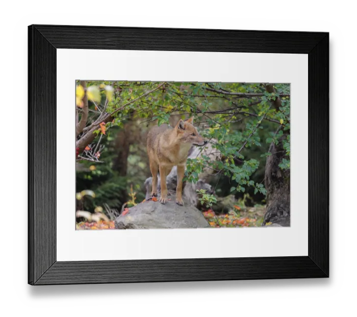 Framed Print : A golden jackal (Canis aureus) stands on a rock between bushes at the edge of the forest