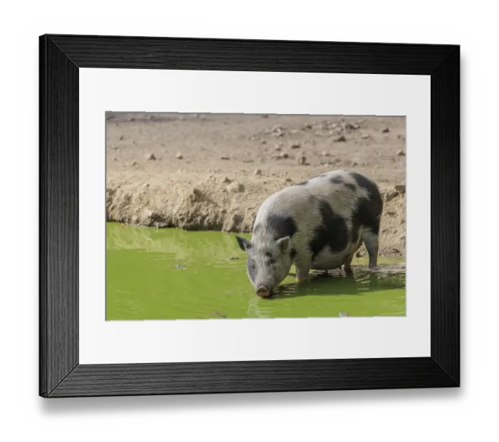 Framed Print : A female Vietnamese pot-bellied pig
