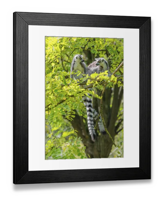 Framed Print : Two ring-tailed lemurs (Lemur catta) Framed Print : Two ring-tailed lemurs (Lemur catta)