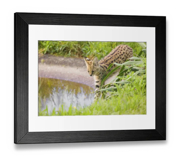 Framed Print : An adult serval, Leptailurus serval Framed Print : An adult serval, Leptailurus serval