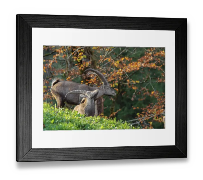 Framed Print : Two male ibex (Capra ibex) standing on a green meadow in bright sunlight