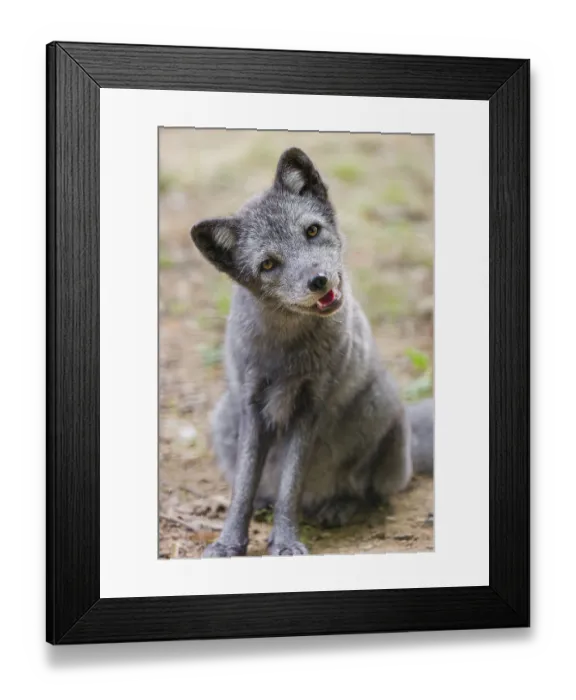 Framed Print : Portrait of a young arctic fox (Vulpes lagopus)