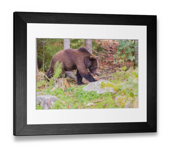 Framed Print : A young male Eurasian brown bear (Ursus arctos arctos) runs through a forest