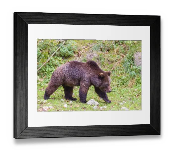 Framed Print : A young male Eurasian brown bear (Ursus arctos arctos) walks across a meadow Framed Print : A young male Eurasian brown bear (Ursus arctos arctos) walks across a meadow