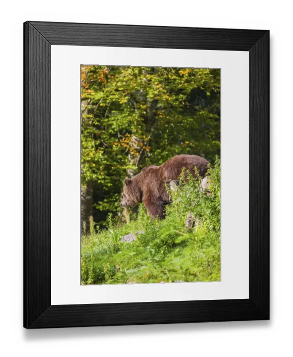 Framed Print : An adult female brown bear (Ursus arctos arctos) stands on top of a small hill Framed Print : An adult female brown bear (Ursus arctos arctos) stands on top of a small hill