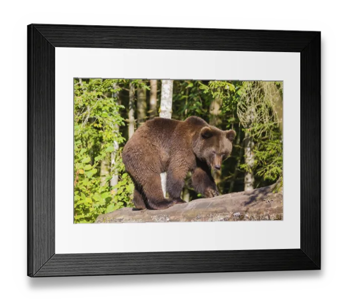 Framed Print : A young male Eurasian brown bear (Ursus arctos arctos) walks on a rotting log lying on the ground