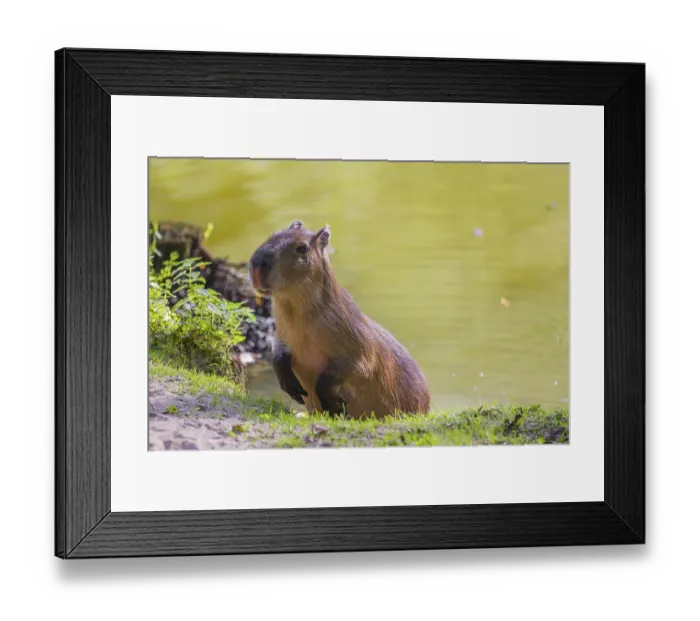 Framed Print : A (greater) capybara (Hydrochoerus hydrochaeris) jumps ashore