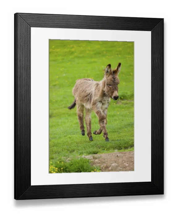 Framed Print : A mixed breed donkey foal runs across a green meadow Framed Print : A mixed breed donkey foal runs across a green meadow