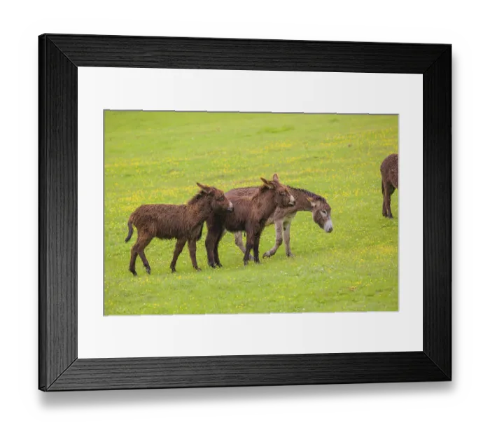 Framed Print : Two mixed breed donkey foals walk side by side to a bad tempered adult female donkey in a paddock