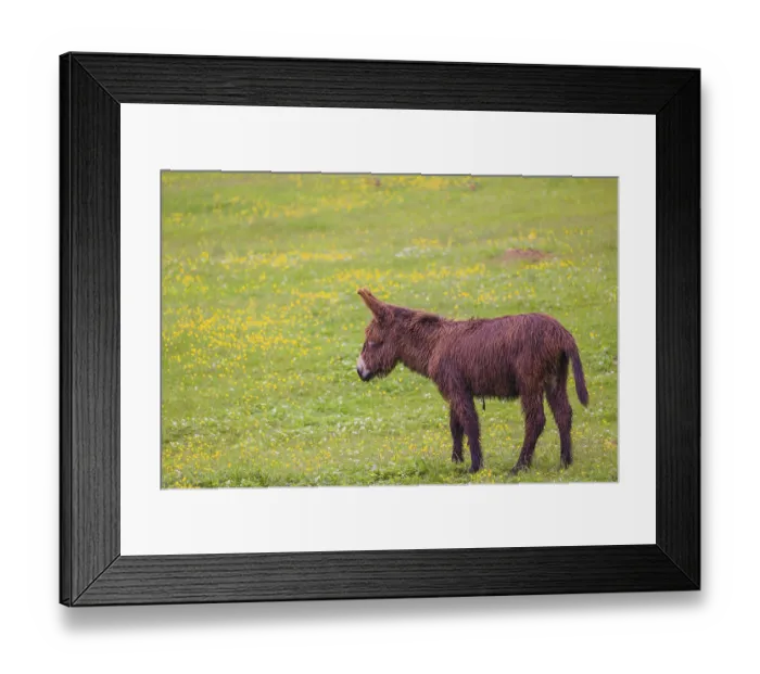 Framed Print : A mixed breed donkey foal runs across a green meadow