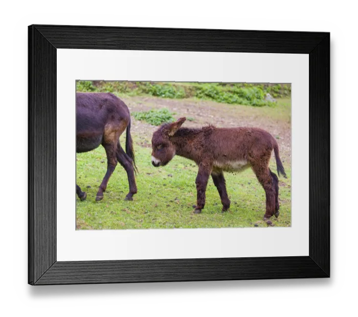 Framed Print : A young domestic donkey, Equus (africanus) asinus stands on a green paddock