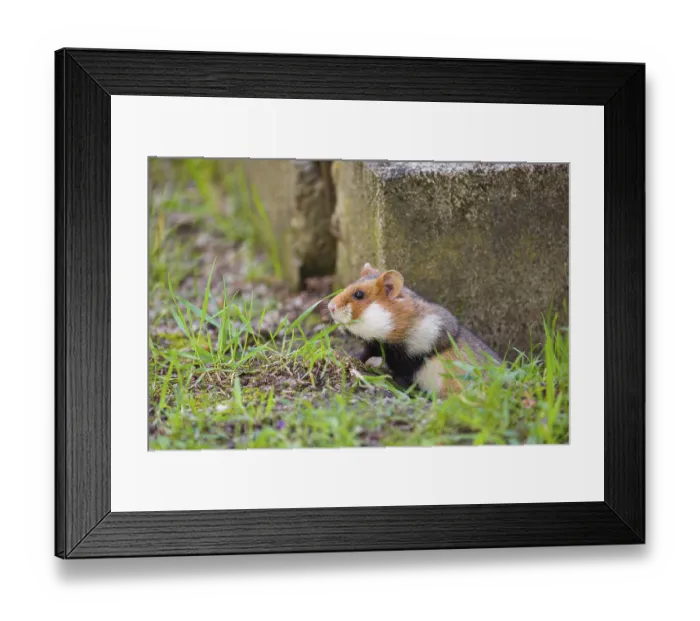 Framed Print : A European hamster (Cricetus cricetus)